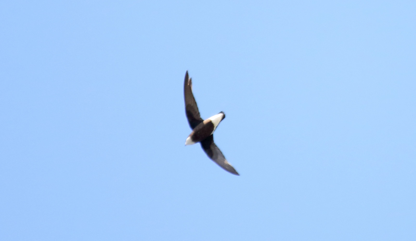 image White-throated Needletail